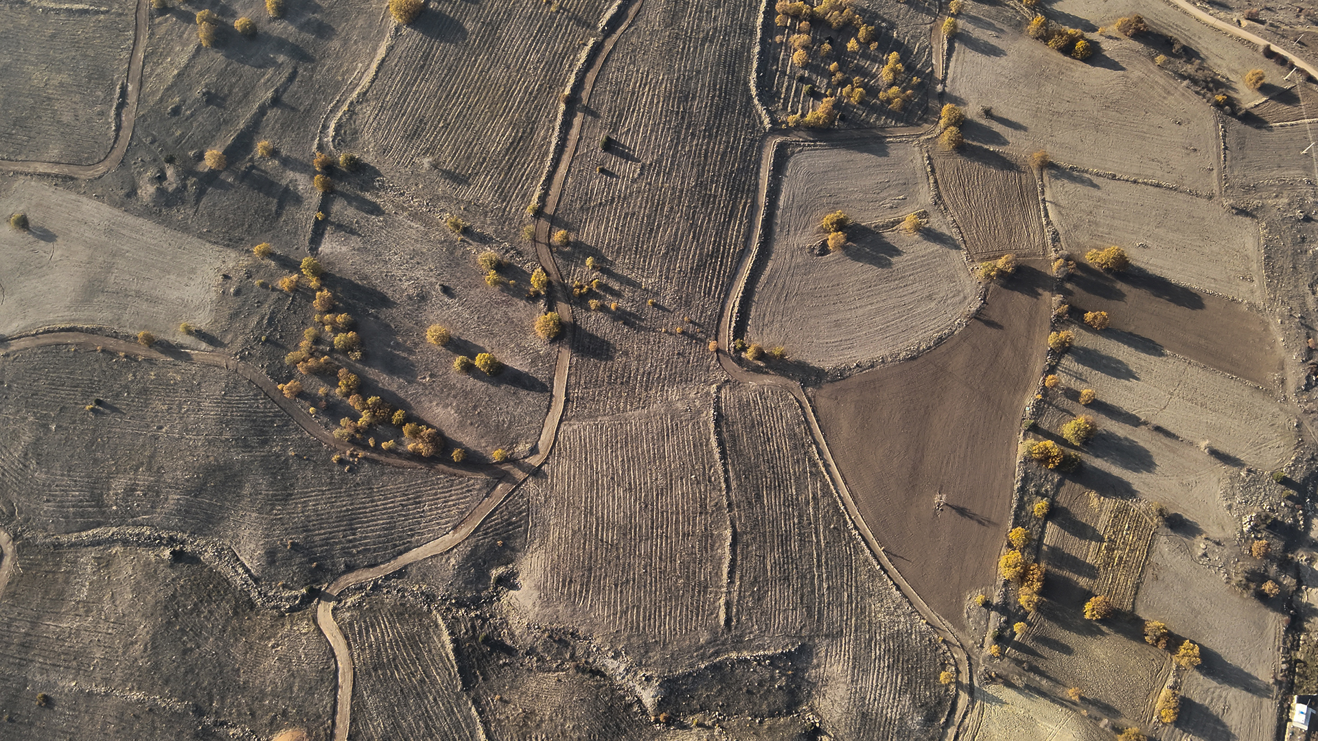 Ali Rıza Bal Forest